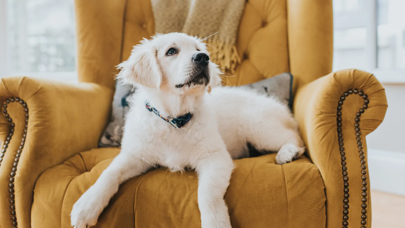 Pet-Friendly Gadgets: 10 Must-Have Tools for Pet Owners